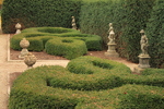 Image of Green Velvet Boxwood